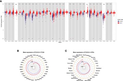 FUCA2 Is a Prognostic Biomarker and Correlated With an Immunosuppressive Microenvironment in Pan-Cancer